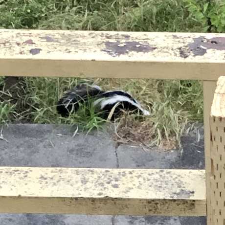 A Backyard Skunk!
