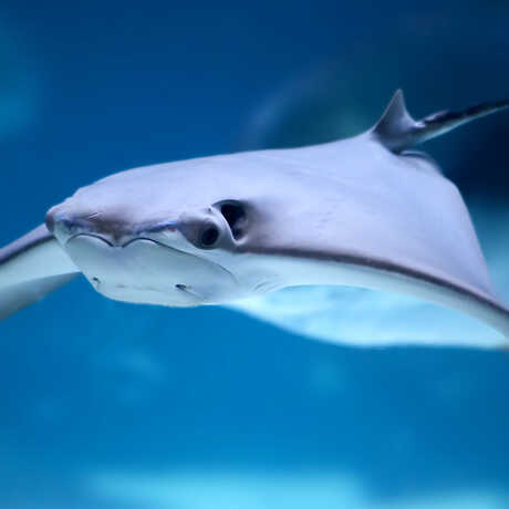 Underwater photo of cownose ray