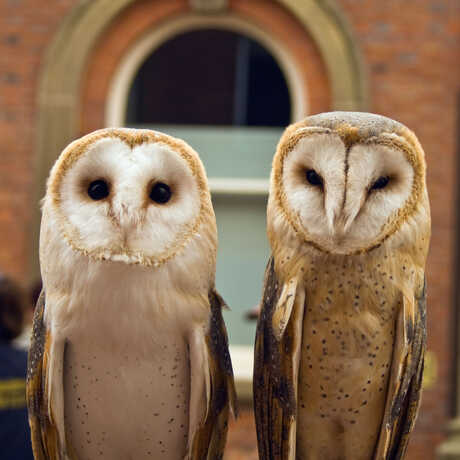 Two barn owls sit next to one another in front of a brick building.