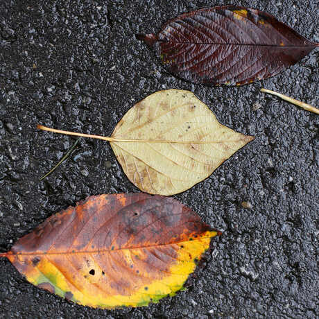 Three decomposing leaves of different colors lie in a row.