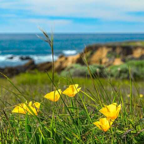California poppies and grasses in the foreground with cliffs, the Pacific Ocean, and a blue sky in the background