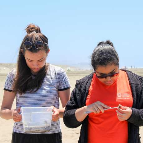 sand crabbing limpets interns