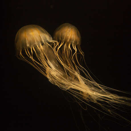 A pair of ethereal Japanese nettle jellyfish sail through dark waters.
