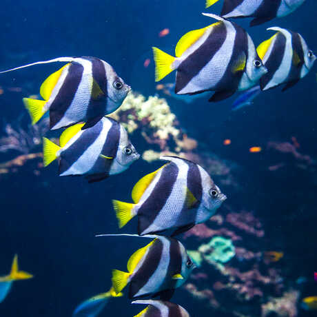 A school of yellow and black and white-striped fish in Animal Attraction. 