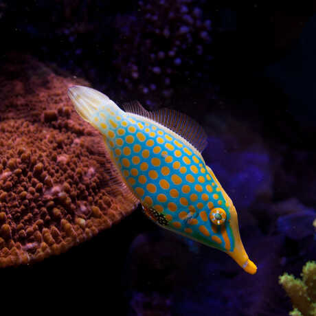A brightly spotted file fish swims through deep-blue waters. 
