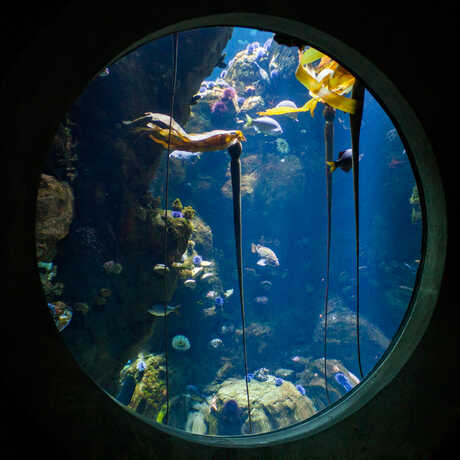 A large, round window presents an underwater view of the California Coast Kelp Forest.