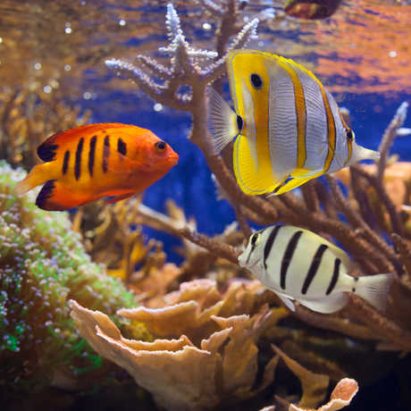 Coral reef exhibit in Steinhart Aquarium 
