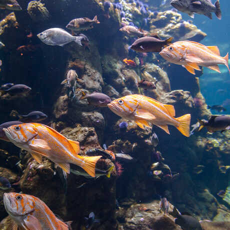 Bright orange fish swim through the California Coast exhibit.