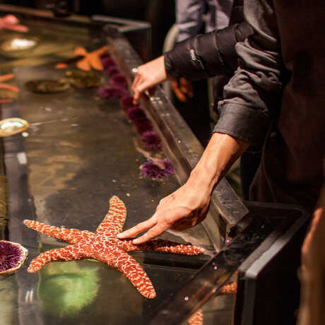 A visitor gently touches a large starfish in the Discovery Tidepool touch tank. 