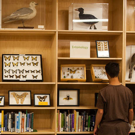 A visitor inspecting the Naturalist Center cabinets filled with specimens, books, and more.