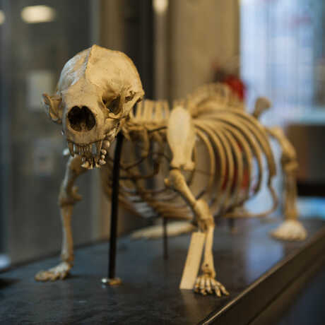The specimen of a small mammal prepared in the Project Lab sits on display.