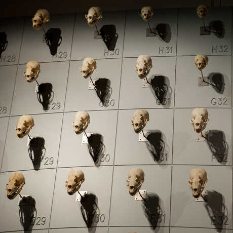 More than 400 sea lion skulls adorn the "Sea of Skulls" wall. 