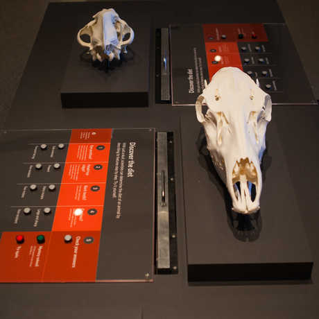 View of an interactive that helps visitors learn to "read" skulls by comparing features like eye-sockets and jaws.