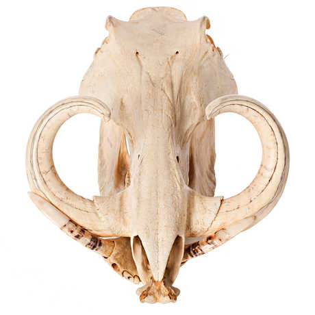 Warthog skull