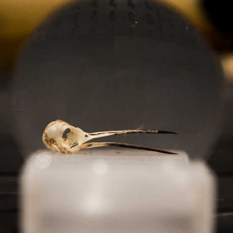 Side shot of a small, delicate bird skull.
