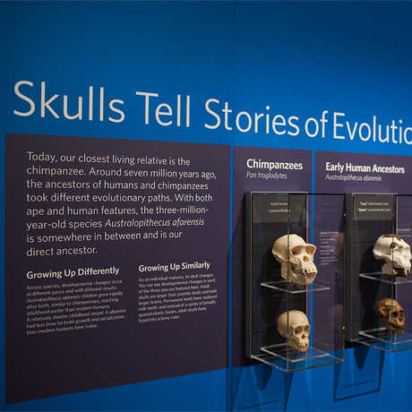 View of the Human Origins station in the Skulls exhibit, where visitors compare the skulls of our distant ancestors.