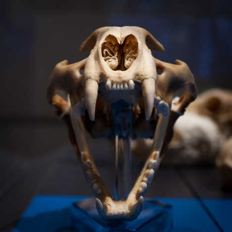 Head-on view of a Siberian tiger skull, jaws open.