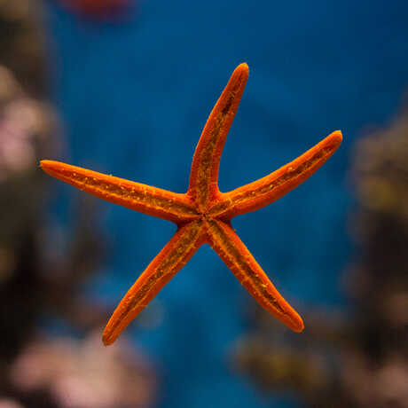 An elegant red sea star displays its ventral side against an exhibit tank