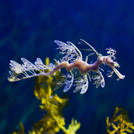 A purple leafy seadragon drifts past the type of marine plants its leafy appendages emulate.