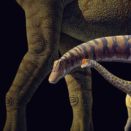 Illustration of sauropod dinosaurs
