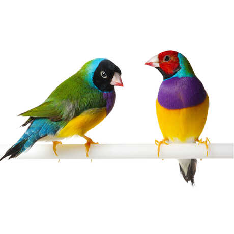 2 colorful Gouldian finches on a perch