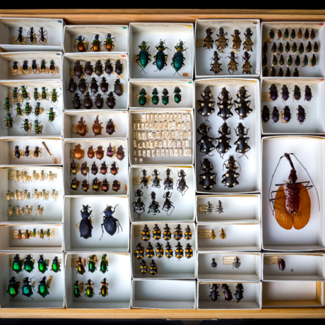 Entomology collection
