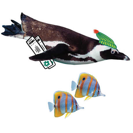 Photo illustration of penguin in winter cap swimming with Academy guest passes
