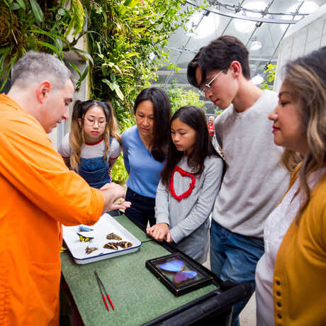 An Academy docent shows butterfly specimens to guests in the rainforest exhibit