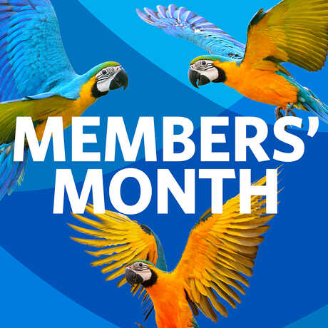 Members Month Macaws 