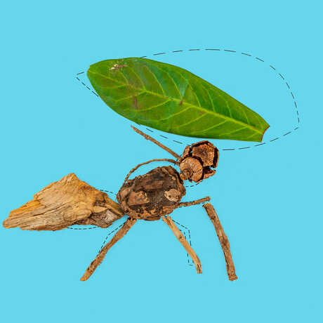 Leafcutter ant craft