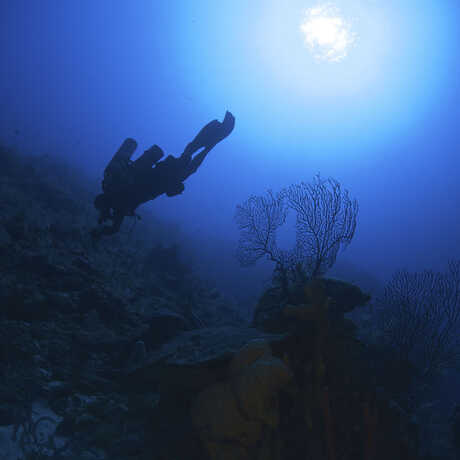 Discover Twilight Zone: Deep Reefs Revealed