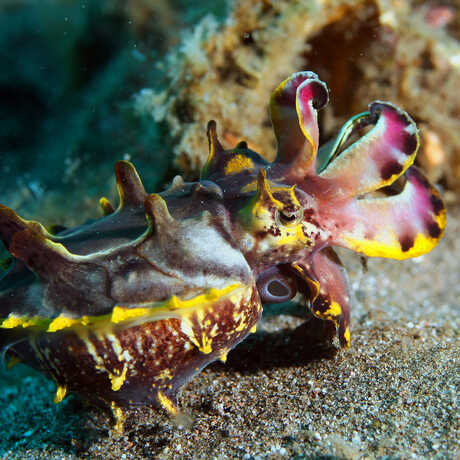 Flamboyant cuttlefish displays its magenta and yellow arms on the seafloor