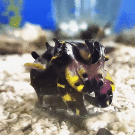GIF of a flamboyant cuttlefish "walking" on its arms