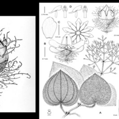 The basics of botanical illustration