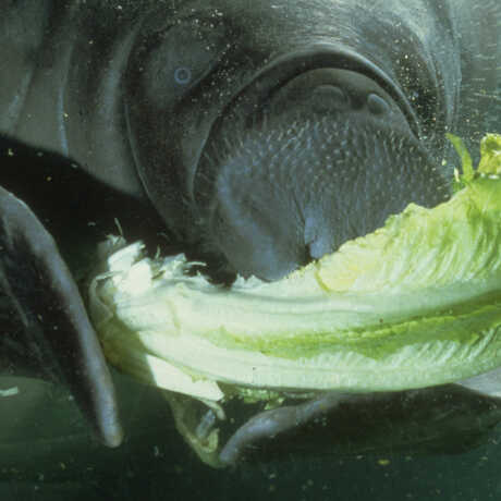 Butterball the manatee eating a head of lettuce in a photo by Susan Middleton