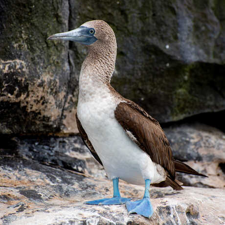 A blue-footed, white and brown bird (booby) sits atop poop-covered rock.