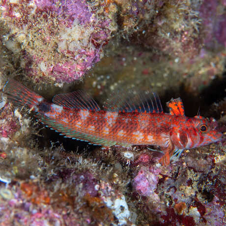A red and white spotted/striped fish rests against stony corals in the galapagos seas. 