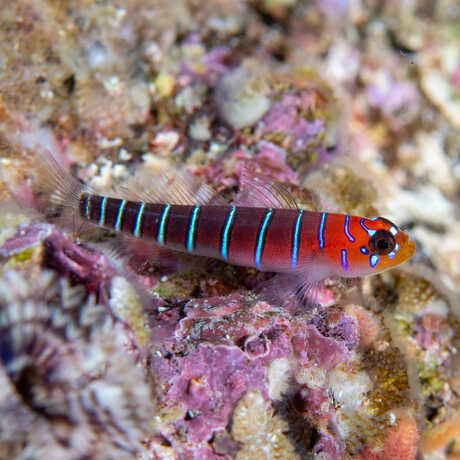 A red fish with thin blue vertical stripes hovers against a backdrop of rocky corals in the water.