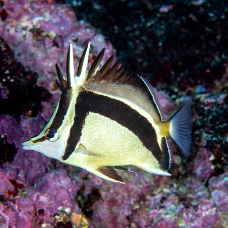A yellow and black butterflyfish floats against a backdrop of purple and colorful coral in the Galapagos