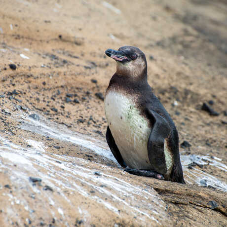 Two A baby Galapagos penguin rests atop a guano-stained rock. 