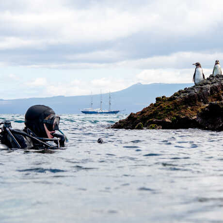 Academy curator Rebecca Albright surfaces during a dive in the Galapagos with penguins on rocks looking on