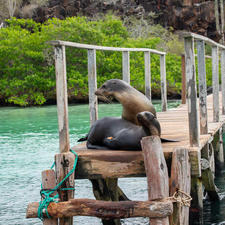 Two fur seals lay on top of each other on a wooden dock above water in the Galapagos