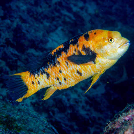 A yellow, white, and black splotchy wrasse featured in a close up shot of it underwater, blue backdrop. 