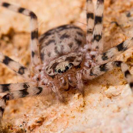 A flattie spider sits on a rock in Australia, its fuzzy and spiky arms visible. 