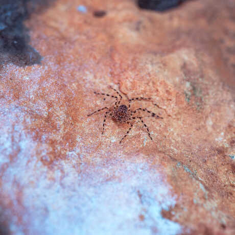 A zoomed out image of a flattie spider resting on a rock in Australia. 