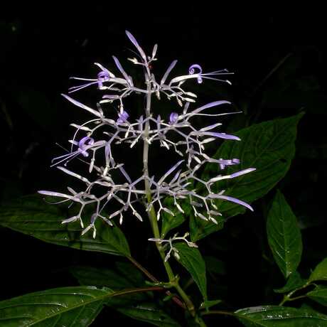 A flowering purple and white plant with tiny buds is photographed against a black backdrop with green leaves. 