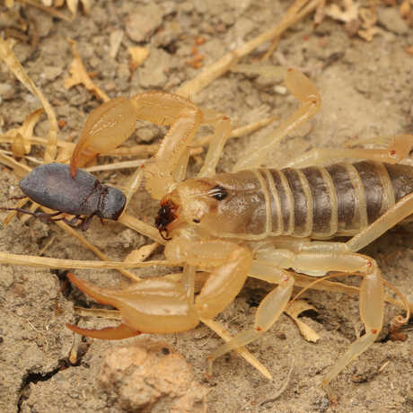 A tulare basin scorpion eats a black beetle, against a dry leafy backdrop. It is yellow and semi translucent