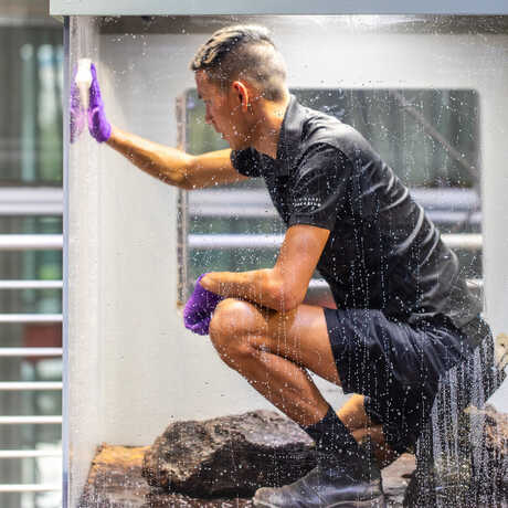 An Academy biologist scrubs down an enclosure, is crouching down inside the glass box. 