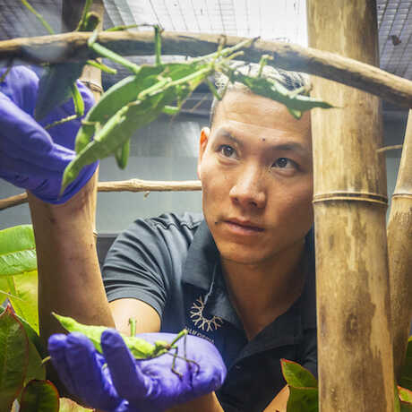 An Academy biologist wearing purple gloves reintroduces invertebrates to their enclosures in Osher Rainforest. 