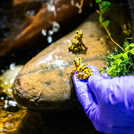 A biologist introduces Panamanian golden frogs, which are black and yellow spotted, into their new enclosre in the rainforest. 